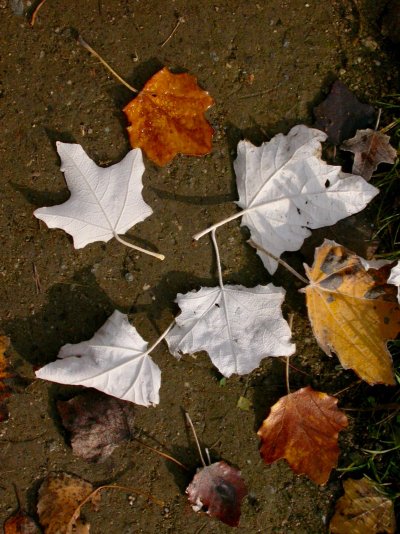 Populus alba