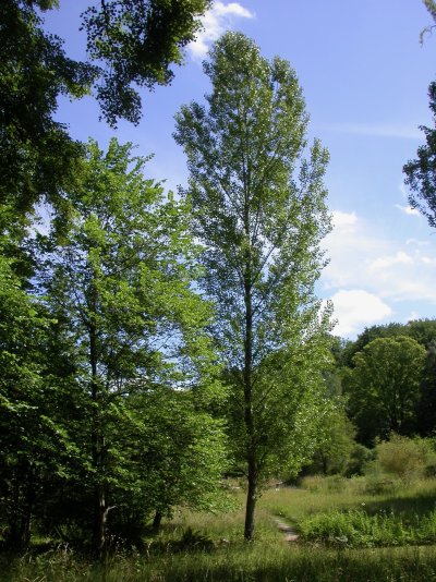 Populus nigra