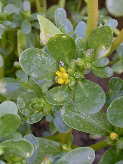 Portulaca oleracea subsp. sativa