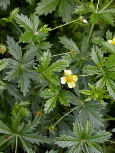 Potentilla erecta