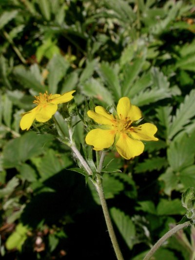 Potentilla hippiana