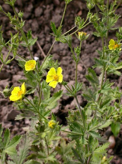 Potentilla inclina