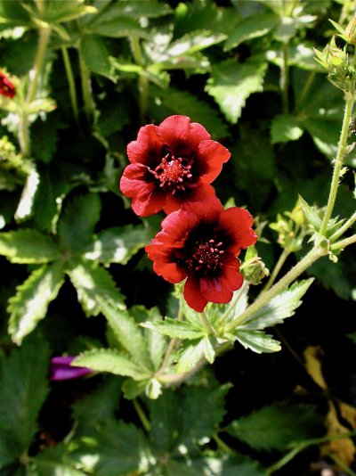 Potentilla thurberi