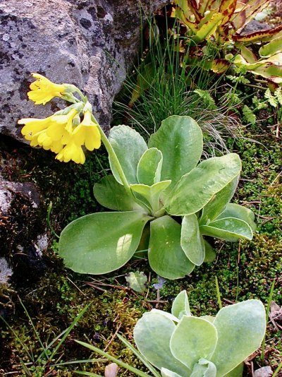 Primula auricula