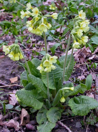 Primula elatior