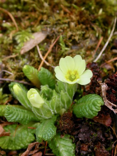 Primula vulgaris