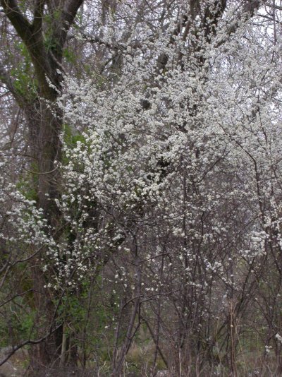 Prunus spinosa