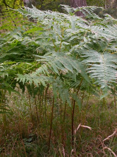 Pteridium aquilinum Pteridium aquilinum