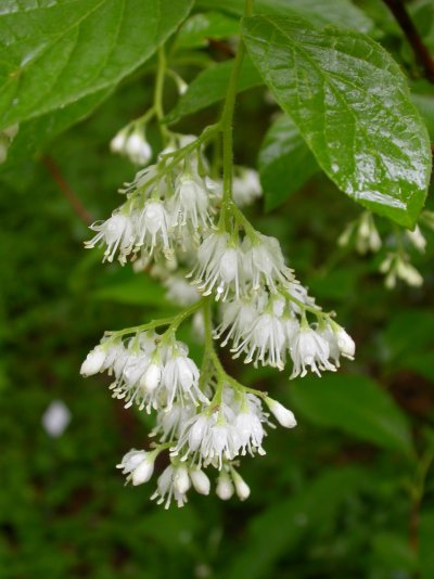 Pterostyrax hispidus