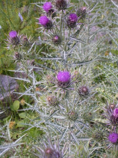 Ptilostemon afer