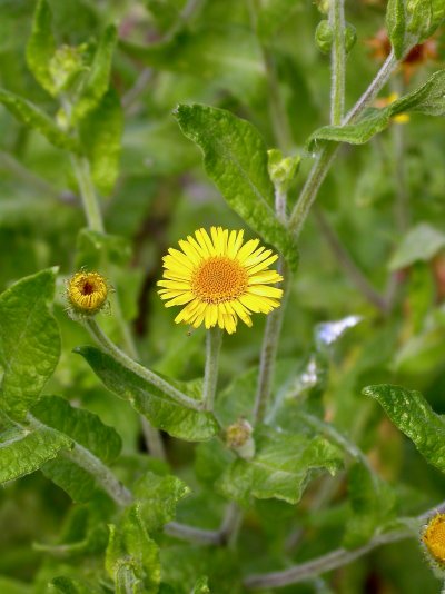 Pulicaria dysenterica