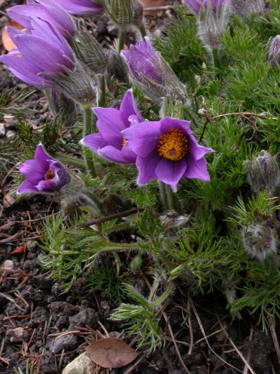 Pulsatilla vulgaris Pulsatilla vulgaris