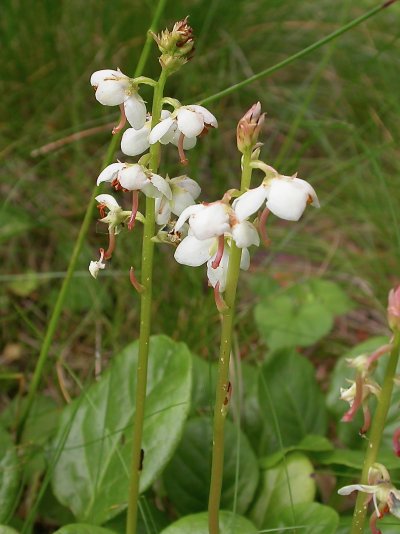 Pyrola rotundifolia