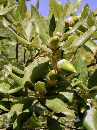 Quercus ilex