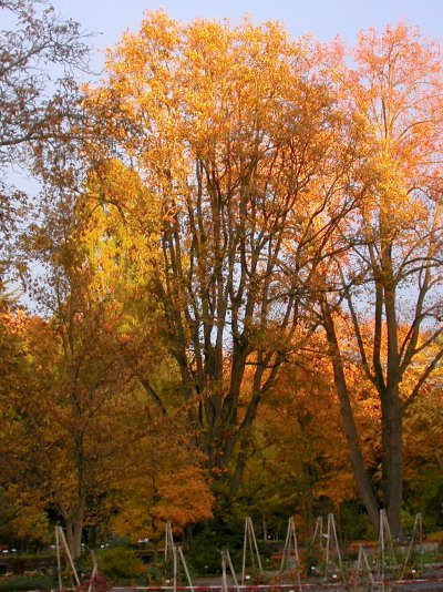 Quercus macranthera