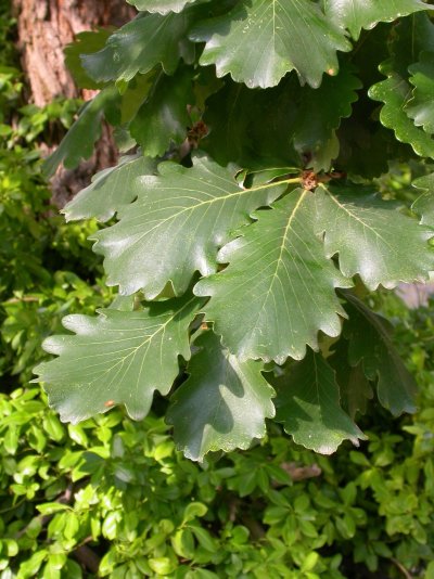 Quercus macranthera