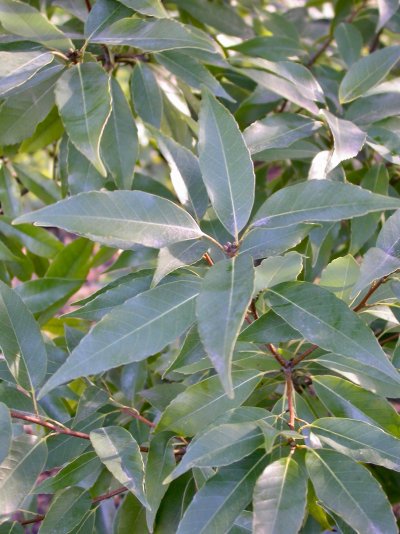 Quercus myrsinifolia