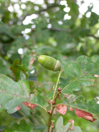 Quercus robur