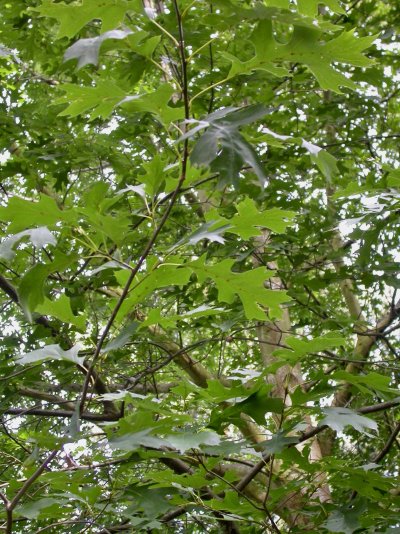 Quercus shumardii