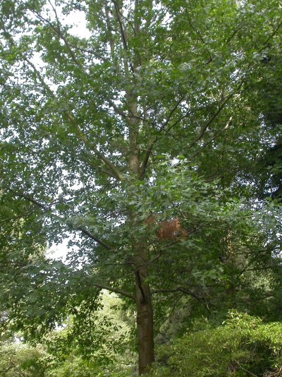 Quercus shumardii