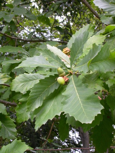 Quercus x hickelii (=Quercus pontica x robur)
