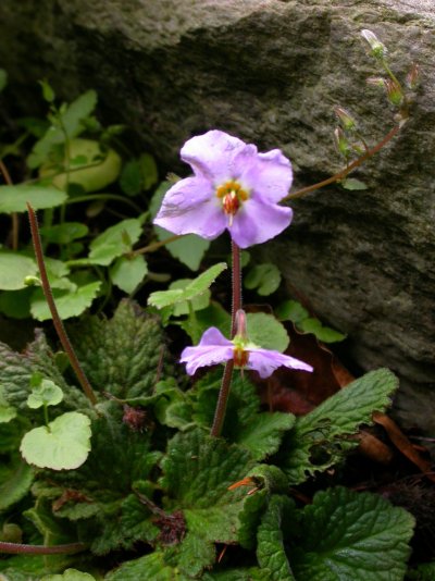 Ramonda nathaliae