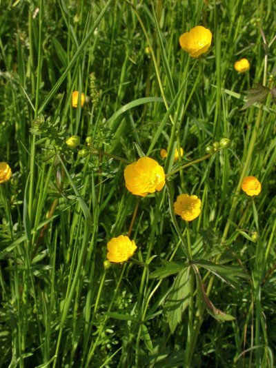 Ranunculus acris