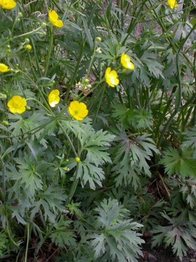 Ranunculus acris subsp. friesianus