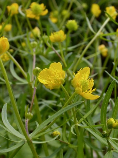 Ranunculus auricomus