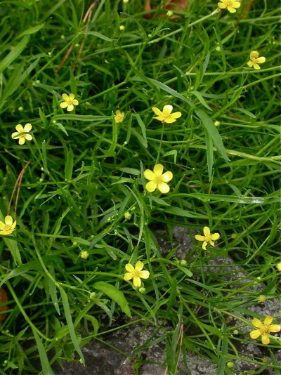 Ranunculus flammula