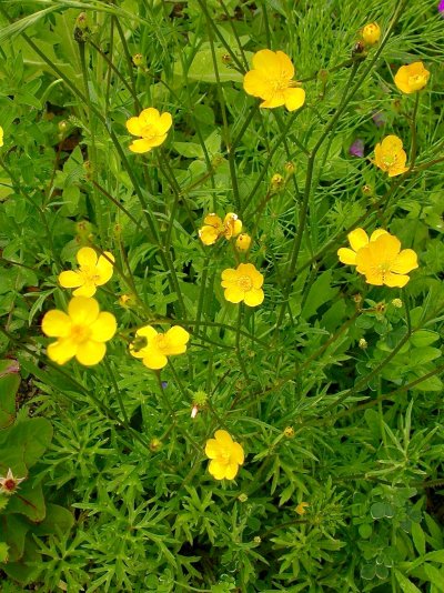 Ranunculus polyanthemos