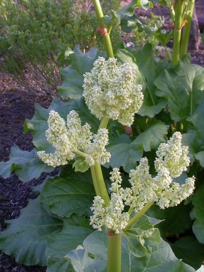 Rheum rhaponticum