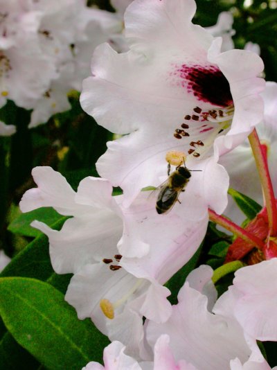 Rhododendron calophytum