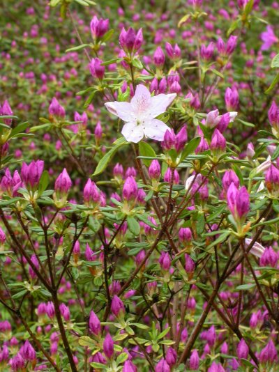 Rhododendron mucronatu