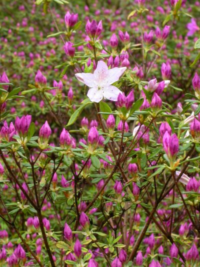 Rhododendron mucronatu