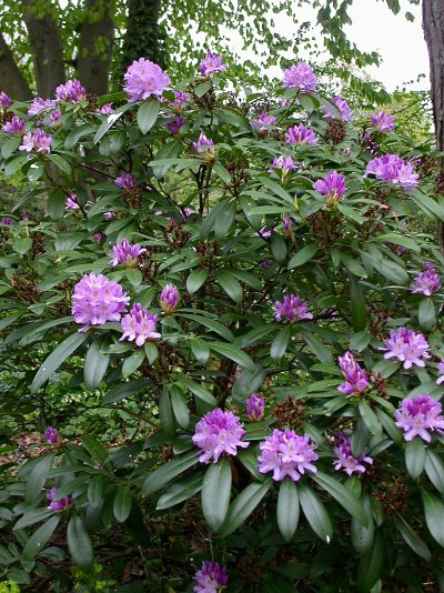 Rhododendron ponticum