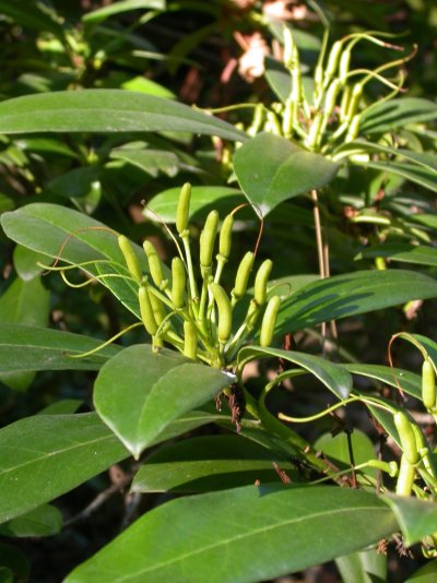 Rhododendron ponticum