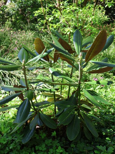Rhododendron rex