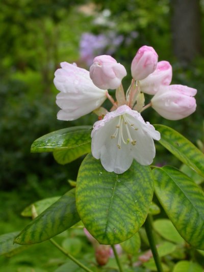 Rhododendron williamsianum