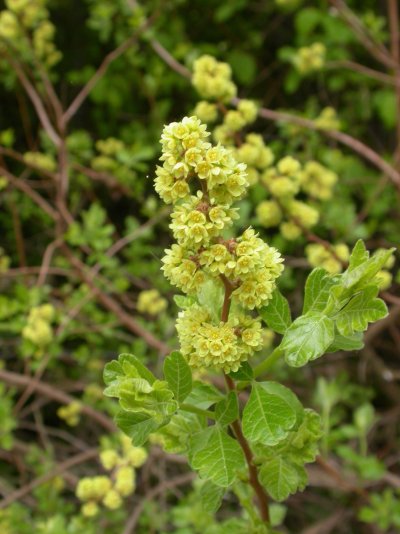 Rhus aromatica