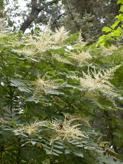 Rhus chinensis