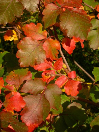 Rhus trilobata