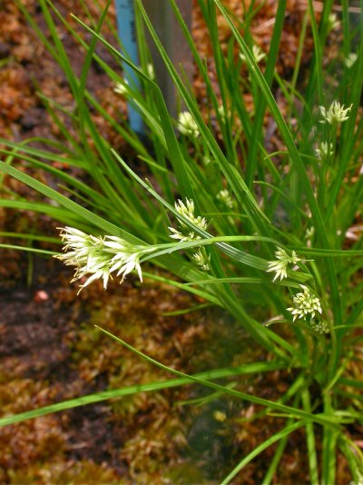 Rhynchospora alba