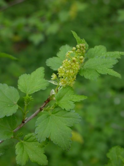 Ribes alpinum
