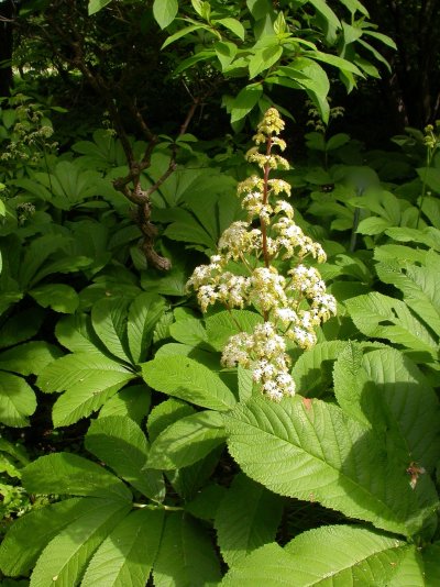 Rodgersia aesculifolia	