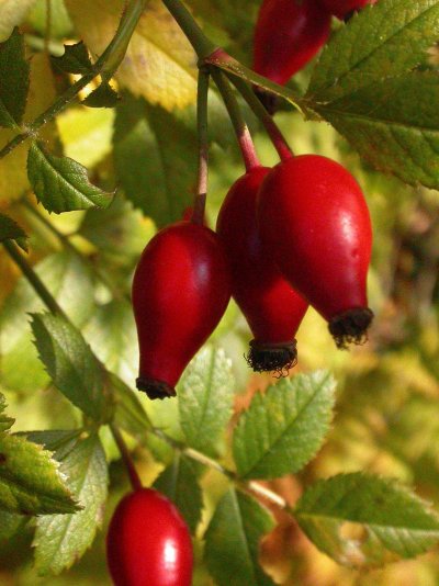 Rosa agrestis
