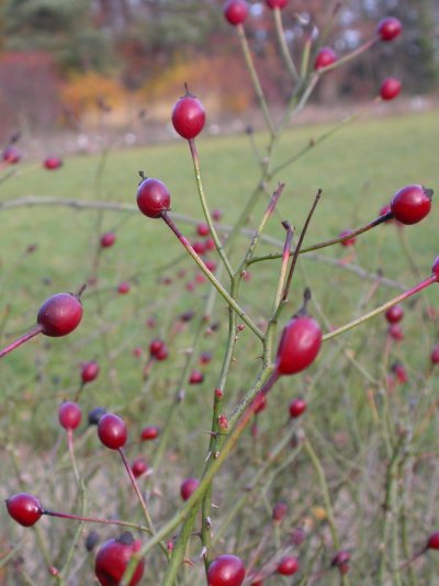 Rosa arvensis