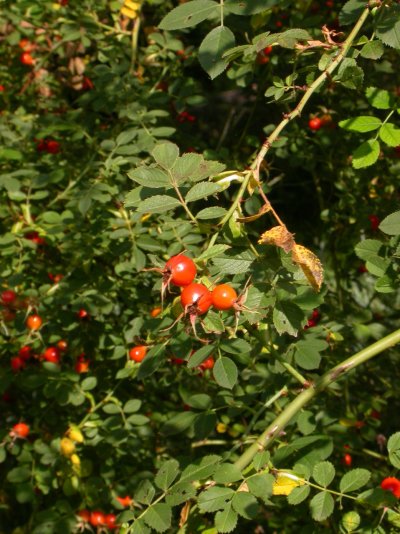 Rosa elliptica