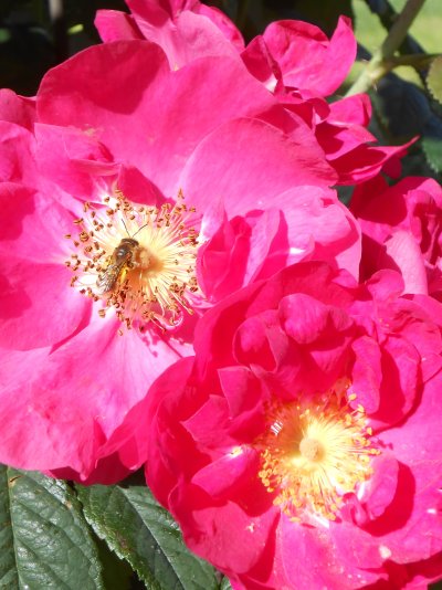 Rosa francofurtana, Frankfurter Rose