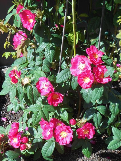 Rosa francofurtana Frankfurter Rose